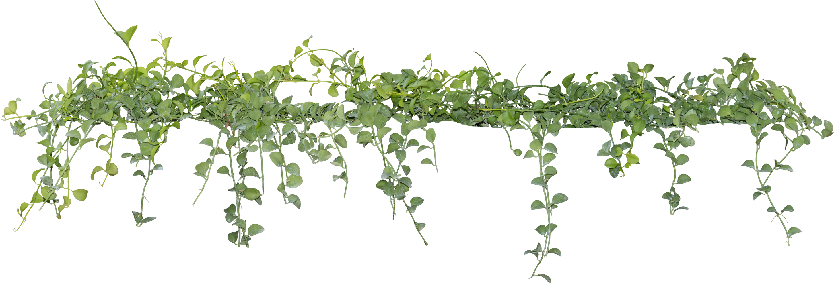 Vine Plant, Green Leaves